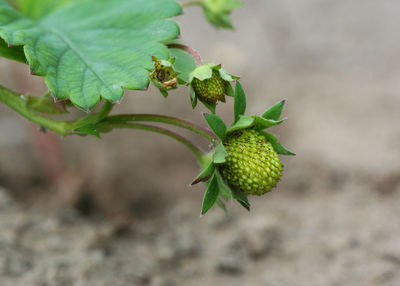 Close-up of berries growing on plant at field