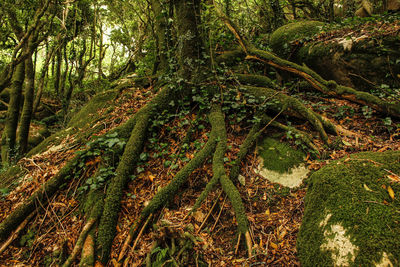 View of trees in forest