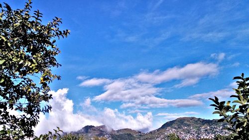 Low angle view of trees against blue sky