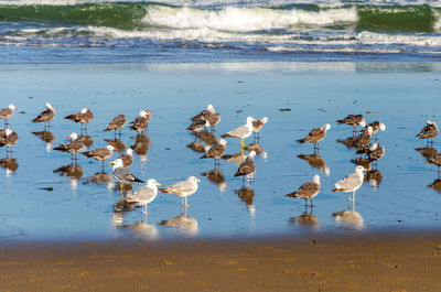 Flock of birds perching on branch