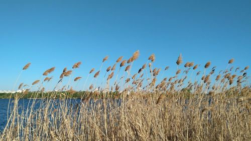 Plants against clear blue sky