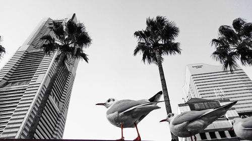 Low angle view of birds perching on building