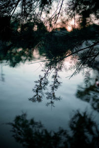 Reflection of tree in lake against sky