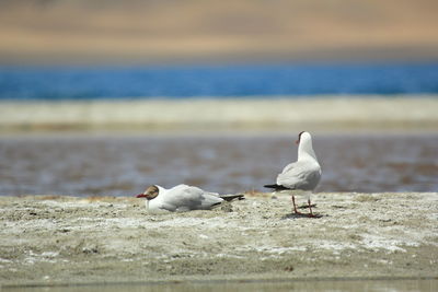 Seagulls perching on beach