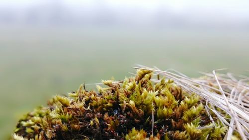 Close-up of plant against blurred background