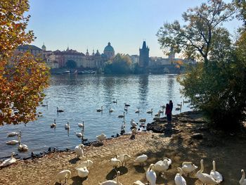 View of swans and birds in lake