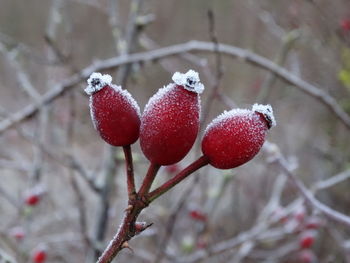 Close-up of frozen berries on tree