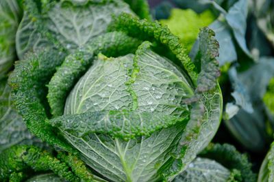 Close-up of green leaves on plant