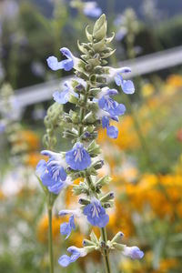 Close-up of purple flowers blooming outdoors