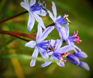 Close-up of purple flowering plant