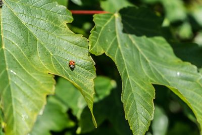 Close-up of ladybug on leaf