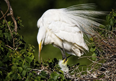 Close-up of bird with young animal in nest on plants