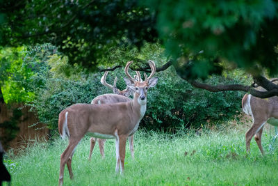 Deer standing in a field