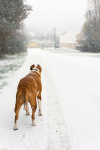 Staffordshire terrier dog standing in fresh snow in february 2023
