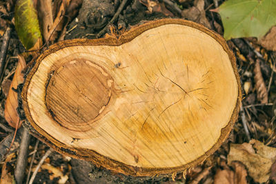 Close-up of tree stump