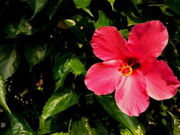 Close-up of pink hibiscus