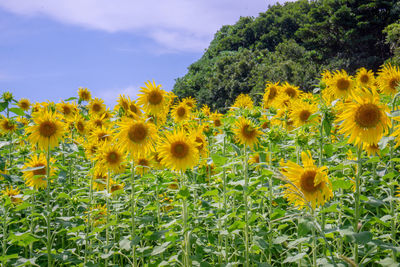 Close-up of yellow flowering plants on field