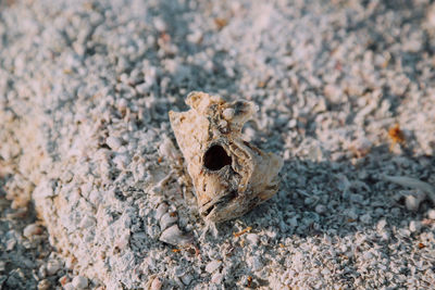 Close-up of plant