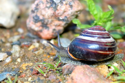 Close-up of snail on rock