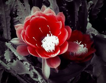 Close-up of red flowers