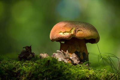 Close-up of mushroom growing on field