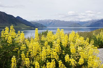 Scenic view of yellow and mountains