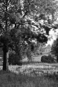 Trees on field in forest