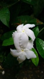 Close-up of white flower blooming outdoors