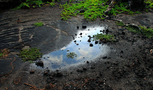 Reflection of trees in puddle