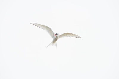 Low angle view of bird flying against clear sky