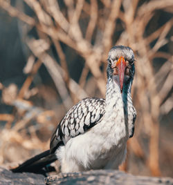 Close-up of a bird