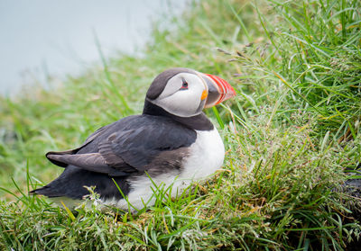 Close-up of bird on field