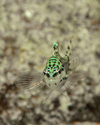 Close-up of fish swimming in sea