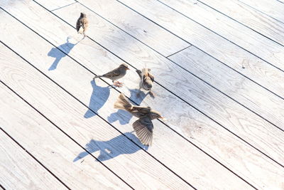 High angle view of birds on floorboard