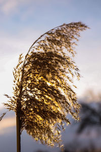 Close-up of stalks against sky during sunset