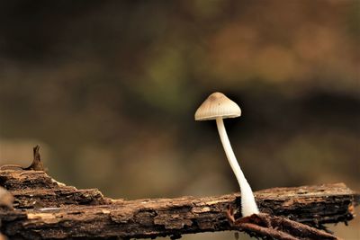 Close-up of mushroom