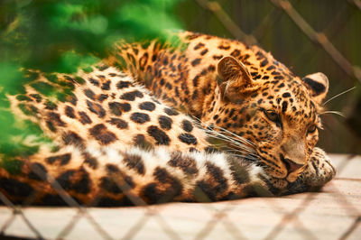 Close-up of panther relaxing outdoors