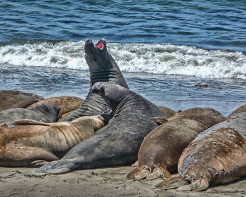 View of sea lion on beach