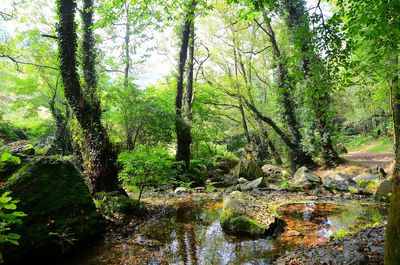 Trees growing by river in forest against sky