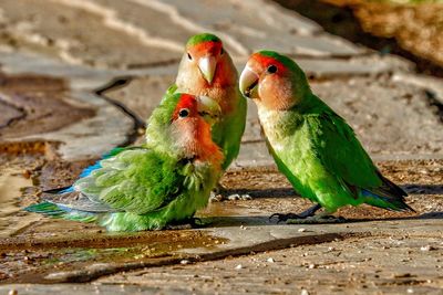 Close-up of parrot perching