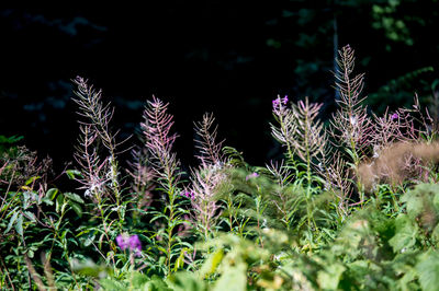 Close-up of plants growing on field at night