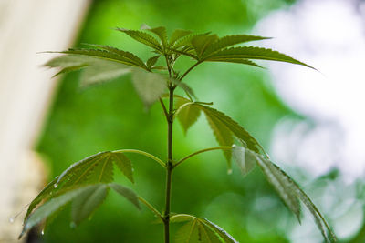 Close-up of fresh green plant