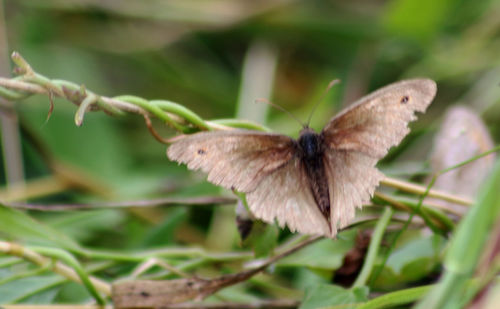 Close-up of butterfly on leaf
