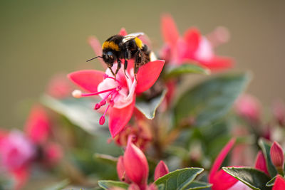 Close-up of bee pollinating on yellow flower