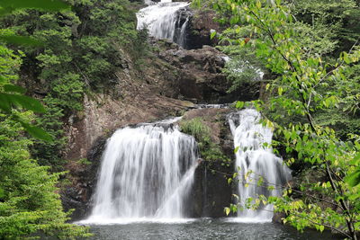 Scenic view of waterfall in forest