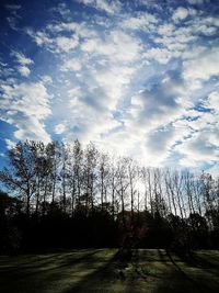 Scenic view of forest against sky