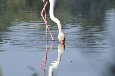 View of a bird drinking water