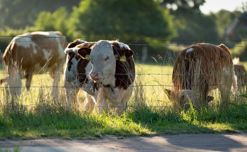 Calf on the pasture