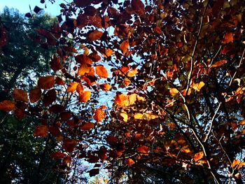 Close-up of tree in autumn