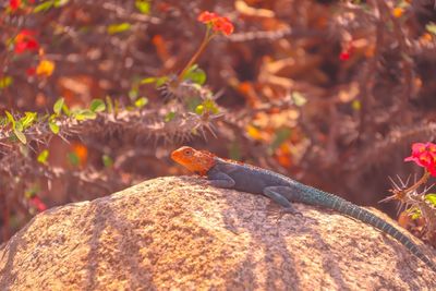 Close-up of lizard on rock